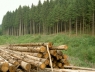 hout-oogst